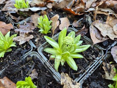 Bild von /bilder/bluehapp/thumb/pridal_Primula_denticulata___Alba___P-5782615001_T-k_Y-25_K-14_24742.jpg