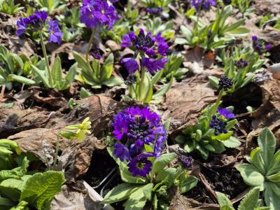 Bild von /bilder/bluehapp/thumb/pridc_Primula_denticulata_var_cashmeriana_P-5782616001_T-b_Y-25_K-15_23310.jpg