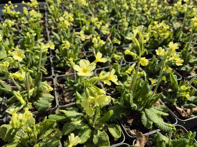 Bild von /bilder/bluehapp/thumb/prie_Primula_elatior___Wildform___P-5782800004_T-b_Y-25_K-15_26530.jpg