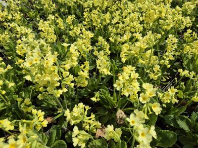 Bild von /bilder/bluehapp/thumb/prie_Primula_elatior___Wildform___P-5782800004_T-b_Y-25_K-16_18721.jpg