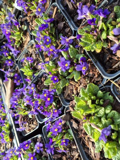 Bild von /bilder/bluehapp/thumb/prij_Primula_juliae_P-5785200001_T-b_Y-26_K-13_88455.jpg