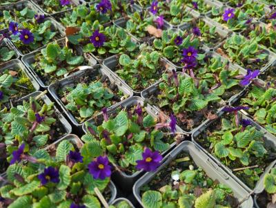 Bild von /bilder/bluehapp/thumb/pripgb_Primula_x_pruhon____Gartenm__Bartens___P-5785425001_T-k_Y-24_K-12_69856_aktiv_.jpg