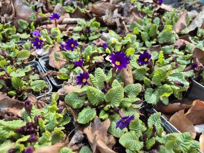Bild von /bilder/bluehapp/thumb/pripgb_Primula_x_pruhon____Gartenm__Bartens___P-5785425001_T-k_Y-25_K-15_91077.jpg