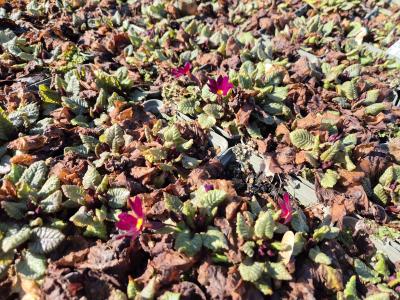 Bild von /bilder/bluehapp/thumb/priprro_Primula_x_pruhon__rot_P-5785435001_T-k_Y-25_K-14_79291.jpg