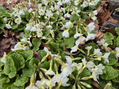 Bild von /bilder/bluehapp/thumb/priprsc_Primula_x_pruhon____Schneekissen___P-5785426001_T-b_Y-26_K-15_75390.jpg