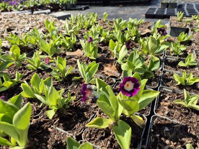 Bild von /bilder/bluehapp/thumb/pripu_Primula_pubescens_P-5787100001_T-k_Y-26_K-16_45751.jpg