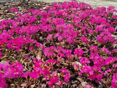 Bild von /bilder/bluehapp/thumb/prirgi_Primula_rosea___Gigas___P-5786610001_T-b_Y-25_K-16_54483.jpg