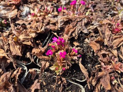 Bild von /bilder/bluehapp/thumb/prirgi_Primula_rosea___Gigas___P-5786610001_T-k_Y-25_K-15_41680.jpg
