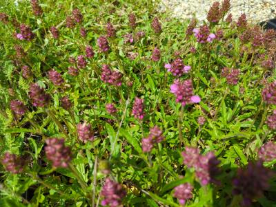 Bild von /bilder/bluehapp/thumb/prugro_Prunella_grandiflora___Rosea___P-5801025001_T-b_Y-24_K-21_30635_aktiv_.jpg