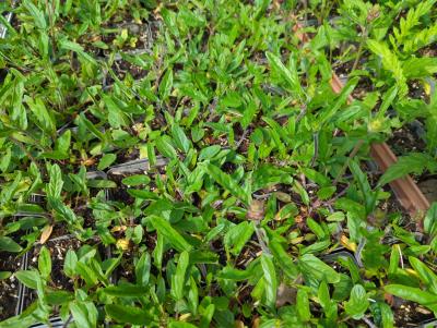Bild von Prunella grandiflora Rosea