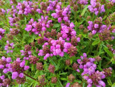 Bild von /bilder/bluehapp/thumb/prugru_Prunella_grandiflora___Rubra___P-5801030001_T-b_Y-22_K-23_59244_aktiv_.jpg