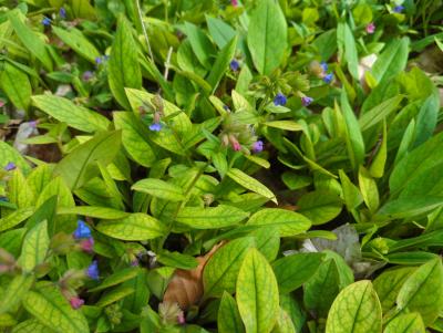 Bild von /bilder/bluehapp/thumb/pulaaz_Pulmonaria_angustifolia___Azurea___o_P-5861010001_T-k_Y-24_K-14_72301_aktiv_.jpg