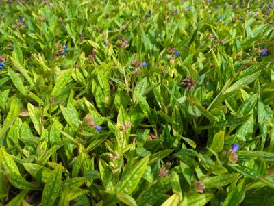 Bild von Pulmonaria longifolia Blauer Hügel