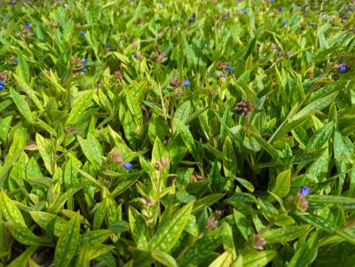 Bild von Pulmonaria longifolia Blauer Hügel