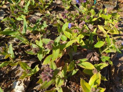 Bild von Pulmonaria officinalis