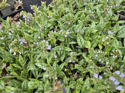 Bild von /bilder/bluehapp/thumb/pulsoc_Pulmonaria_sac____Ocupol_____P-5863014001_T-b_Y-25_K-17_48901.jpg