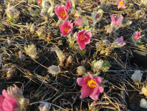 Bild von /bilder/bluehapp/thumb/pulvrg_Pulsatilla_vulgaris___Rote_Glocke___P-5881520001_T-k_Y-22_K-12_23171_aktiv_.jpg