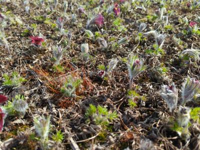 Bild von /bilder/bluehapp/thumb/pulvrg_Pulsatilla_vulgaris___Rote_Glocke___P-5881520001_T-k_Y-23_K-14_29911_aktiv_.jpg