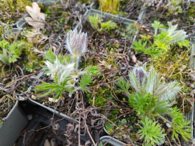 Bild von /bilder/bluehapp/thumb/pulvrg_Pulsatilla_vulgaris___Rote_Glocke___P-5881520001_T-k_Y-24_K-12_51326_aktiv_.jpg