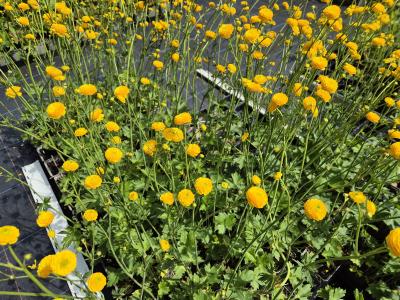 Bild von /bilder/bluehapp/thumb/ranamu_Ranunculus_acris___Multiplex___P-5921010001_T-b_Y-25_K-20_42193.jpg