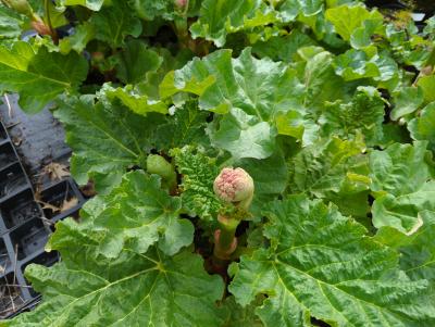 Bild von /bilder/bluehapp/thumb/rherho_Rheum_rhabarbarum___Holsteiner_Blut___P-5980805001_T-k_Y-23_K-17_49002_aktiv_.jpg
