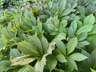 Bild von /bilder/bluehapp/thumb/rodpi_Rodgersia_pinnata_P-6022000001_T-k_Y-25_K-22_10543.jpg