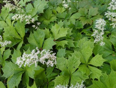 Bild von /bilder/bluehapp/thumb/rodpsm_Rodgersia_podophylla___Smaragd_____P-6022570001_T-k_Y-23_K-23_51387_aktiv_.jpg