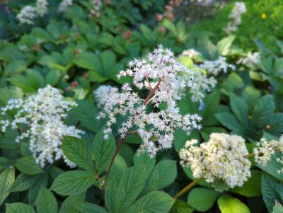 Bild von /bilder/bluehapp/thumb/rodpu_Rodgersia_purdomii_P-6023000001_T-b_Y-22_K-24_36872_aktiv_.jpg