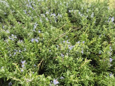 Bild von /bilder/bluehapp/thumb/rosopr_Rosmarinus_officinalis___Prostratus___P-8961070001_T-b_Y-25_K-42_49353.jpg
