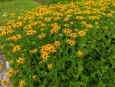 Bild von /bilder/bluehapp/thumb/rudfd_Rudbeckia_fulgida_var__deamii_P-6081010001_T-b_Y-24_K-32_65733_aktiv_.jpg