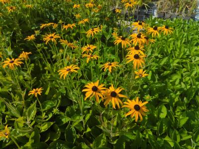 Bild von /bilder/bluehapp/thumb/rudfd_Rudbeckia_fulgida_var__deamii_P-6081010001_T-b_Y-24_K-36_66843_aktiv_.jpg