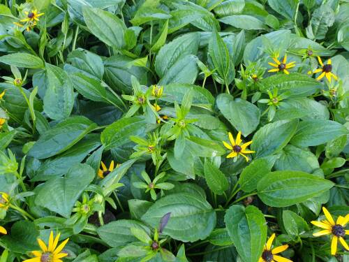 Bild von /bilder/bluehapp/thumb/rudflg_Rudbeckia_fulgida___Little_Gold_Star___P-6082020001_T-k_Y-21_K-36_56714_aktiv_.jpg