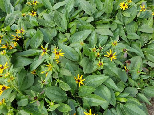 Bild von /bilder/bluehapp/thumb/rudflg_Rudbeckia_fulgida___Little_Gold_Star___P-6082020001_T-k_Y-21_K-37_99778_aktiv_.jpg