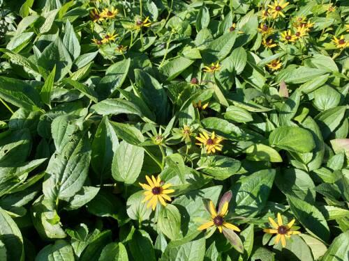 Bild von /bilder/bluehapp/thumb/rudflg_Rudbeckia_fulgida___Little_Gold_Star___P-6082020001_T-k_Y-21_K-38_22201_aktiv_.jpg