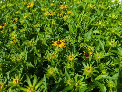 Bild von /bilder/bluehapp/thumb/rudflg_Rudbeckia_fulgida___Little_Gold_Star___P-6082020001_T-k_Y-22_K-26_92620_aktiv_.jpg