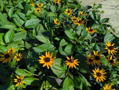 Bild von /bilder/bluehapp/thumb/rudflg_Rudbeckia_fulgida___Little_Gold_Star___P-6082020001_T-k_Y-22_K-32_90409_aktiv_.jpg