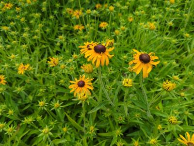 Bild von /bilder/bluehapp/thumb/rudfs_Rudbeckia_fulgida_var_speciosa_P-6081510001_T-b_Y-24_K-30_37887_aktiv_.jpg