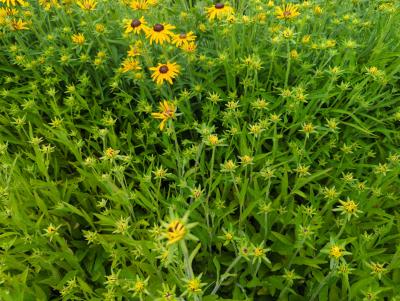 Bild von /bilder/bluehapp/thumb/rudfs_Rudbeckia_fulgida_var_speciosa_P-6081510001_T-k_Y-23_K-30_36675_aktiv_.jpg