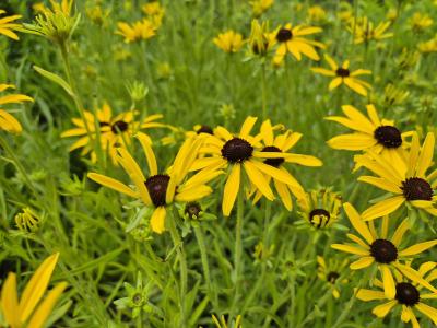 Bild von /bilder/bluehapp/thumb/rudmi_Rudbeckia_missouriensis_P-6084000001_T-b_Y-25_K-30_64949.jpg