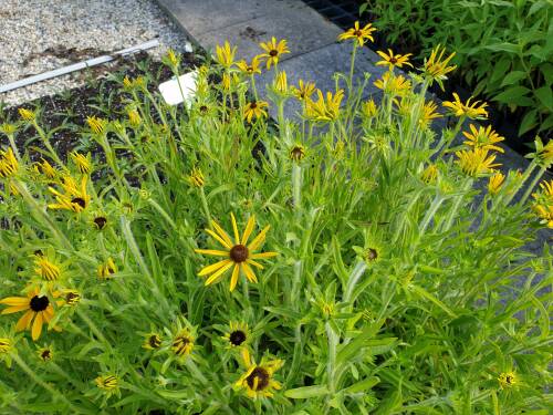 Bild von Rudbeckia missouriensis