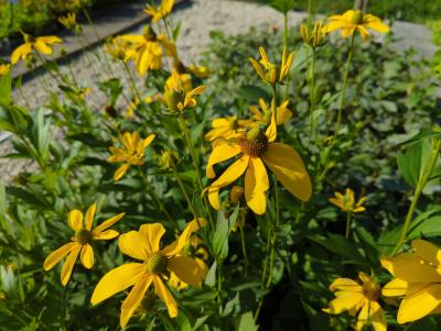 Bild von /bilder/bluehapp/thumb/rudnhe_Rudbeckia_nitida___Herbstsonne___P-6083510001_T-b_Y-22_K-38_17136_aktiv_.jpg