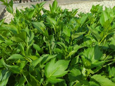 Bild von /bilder/bluehapp/thumb/rudnhe_Rudbeckia_nitida___Herbstsonne___P-6083510001_T-k_Y-24_K-29_25517_aktiv_.jpg