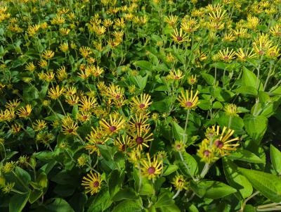 Bild von /bilder/bluehapp/thumb/rudslh_Rudbeckia_subtomentosa___Little_Henr_P-6084540001_T-b_Y-24_K-39_88517_aktiv_.jpg