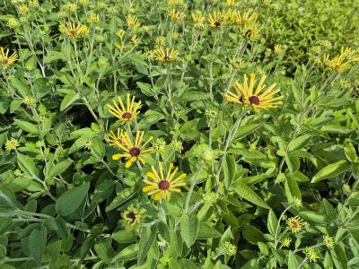 Bild von /bilder/bluehapp/thumb/rudslh_Rudbeckia_subtomentosa___Little_Henr_P-6084540001_T-b_Y-25_K-36_19243.jpg