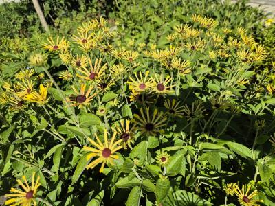 Bild von /bilder/bluehapp/thumb/rudslh_Rudbeckia_subtomentosa___Little_Henr_P-6084540001_T-b_Y-25_K-38_61276.jpg