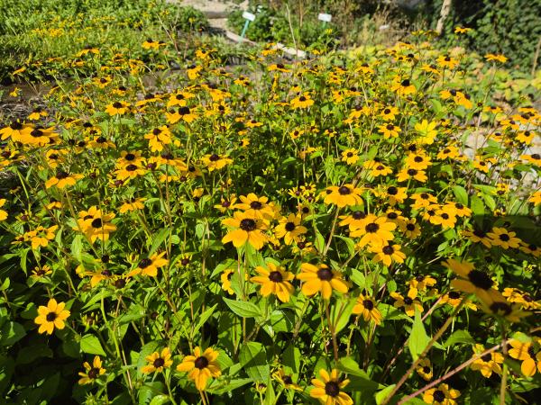 Bild von /bilder/bluehapp/thumb/rudt_Rudbeckia_triloba_P-6085000001_T-b_Y-26_K-37_60529.jpg