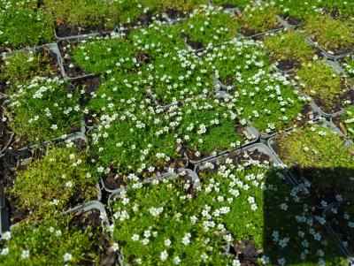 Bild von sags_Sagina_subulata_veg__P-6101000001_T-b_Y-23_K-31_28941_aktiv_.jpg