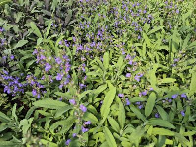 Bild von /bilder/bluehapp/thumb/sall_Salvia_lavandulifolia_P-6122500001_T-b_Y-25_K-24_44838.jpg