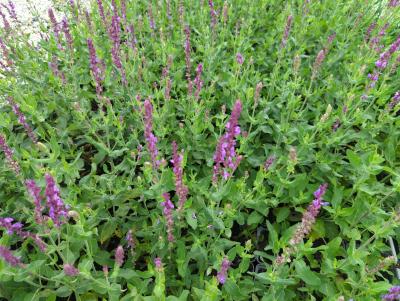 Bild von /bilder/bluehapp/thumb/salnam_Salvia_nemorosa___Amethyst___P-6123510001_T-b_Y-24_K-32_57180_aktiv_.jpg