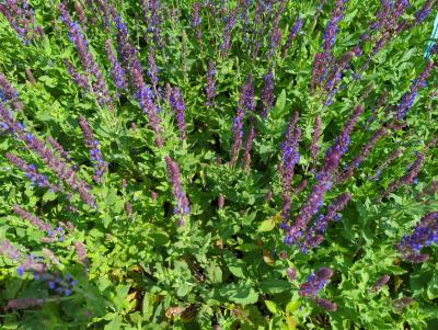 Bild von /bilder/bluehapp/thumb/salnbl_Salvia_nemorosa___Blaukönigin___P-6123520001_T-b_Y-22_K-25_55691_aktiv_.jpg